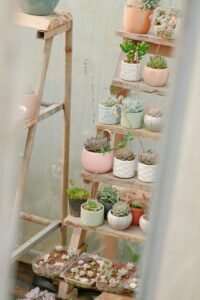 Charming display of various succulents in pastel pots on rustic wooden shelves indoors.